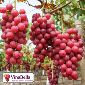 VinaBella™ – Sementes de Uva Reina Nina