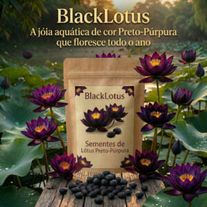 BlackLotus: Sementes de Lótus Preto Púrpura